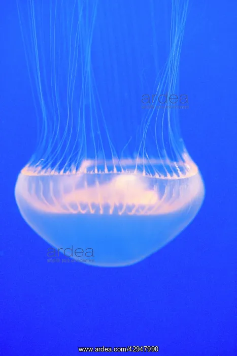 : Crystal Jelly : Crystal Jelly