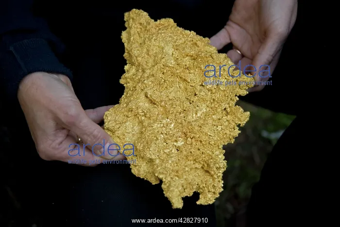 : Crystalline Gold Specimen - 96 ounces : Crystalline Gold Specimen - 96 ounces