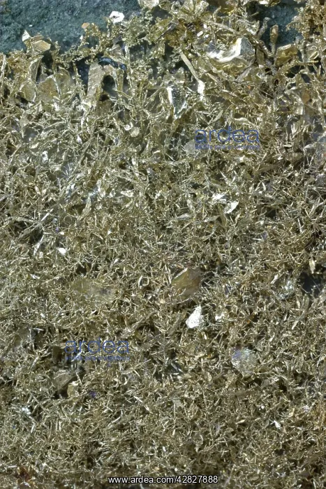 : Crystalline Gold in volcanic - Andesite Olinghouse Mine : Crystalline Gold in volcanic - Andesite Olinghouse Mine