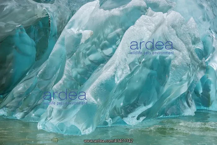 : Crystalline iceberg shines in Endicott Arm : Crystalline iceberg shines in Endicott Arm