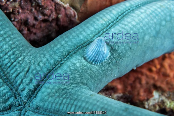 : Crystalline Sea Star Snail (Thyca crystallina) : Crystalline Sea Star Snail (Thyca crystallina)