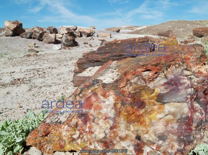 : Crystals embedded in the logs of Petrified Wood : Crystals embedded in the logs of Petrified Wood