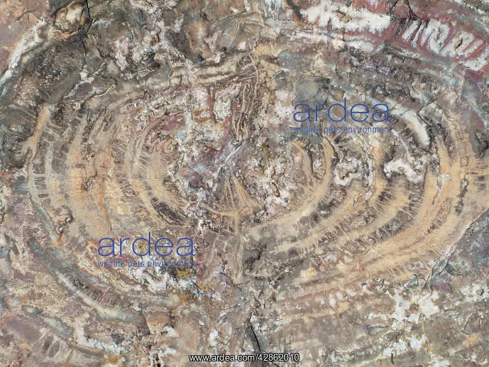 : Crystals embedded in the logs of Petrified Wood : Crystals embedded in the logs of Petrified Wood