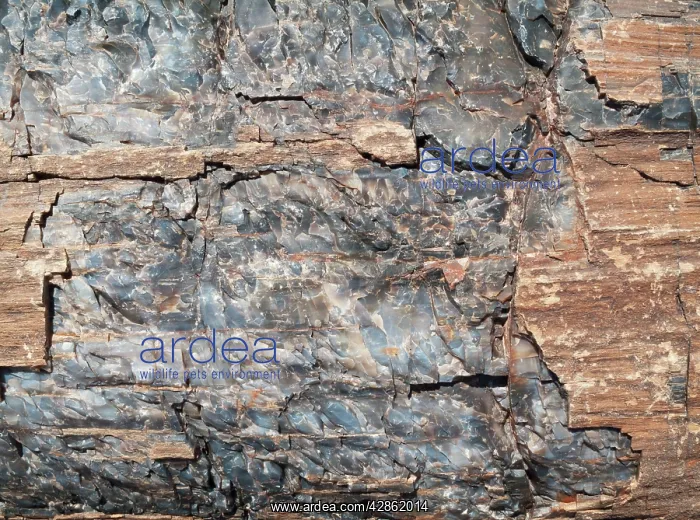: Crystals embedded in the logs of Petrified Wood : Crystals embedded in the logs of Petrified Wood