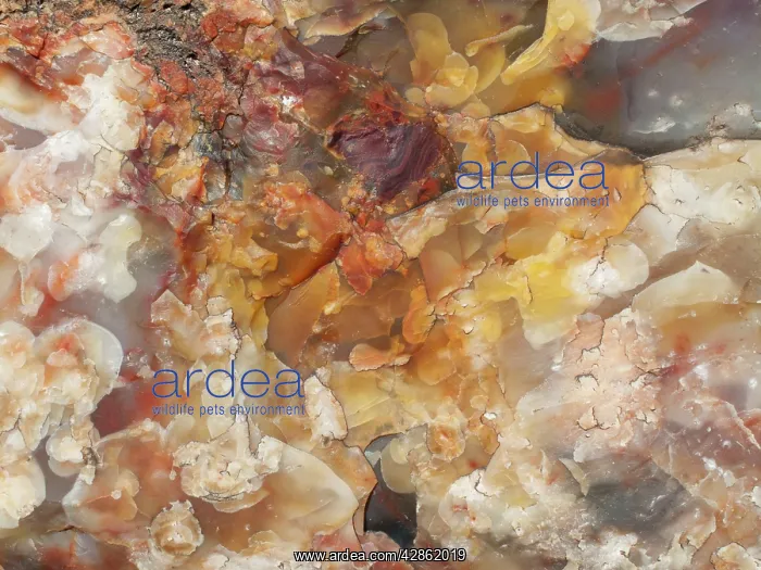 : Crystals embedded in the logs of Petrified Wood : Crystals embedded in the logs of Petrified Wood
