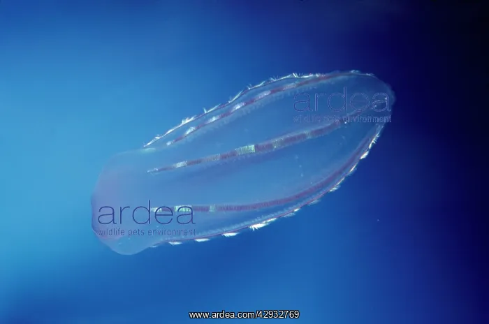 : Ctenophora Comb JELLYFISH / Sea Gooseberry : Ctenophora Comb JELLYFISH / Sea Gooseberry