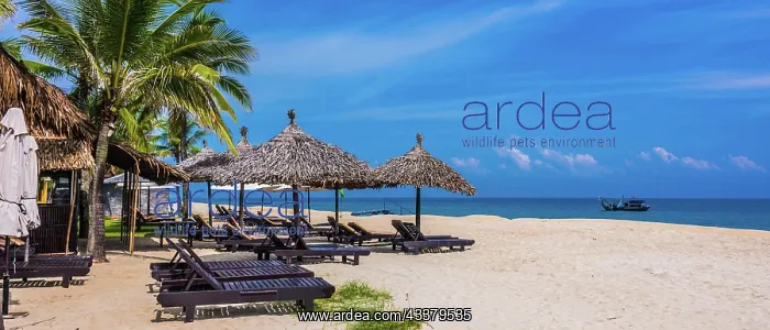 : Cua Dai, sandy sea beach near Hoi An in Quang Nam : Cua Dai, sandy sea beach near Hoi An in Quang Nam
