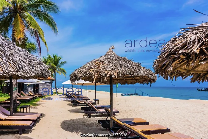 : Cua Dai, sandy sea beach near Hoi An in Quang Nam : Cua Dai, sandy sea beach near Hoi An in Quang Nam