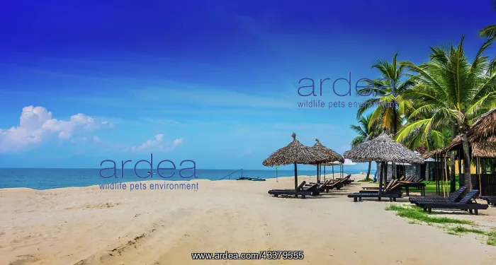 : Cua Dai, sandy sea beach near Hoi An in Quang Nam : Cua Dai, sandy sea beach near Hoi An in Quang Nam