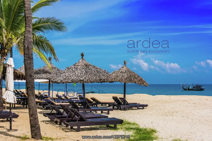 : Cua Dai, sandy sea beach near Hoi An in Quang Nam