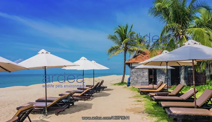 : Cua Dai, sandy sea beach near Hoi An in Quang Nam : Cua Dai, sandy sea beach near Hoi An in Quang Nam