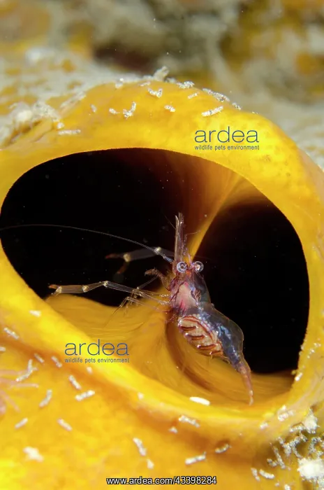 : Cuapetes Shrimp : Cuapetes Shrimp