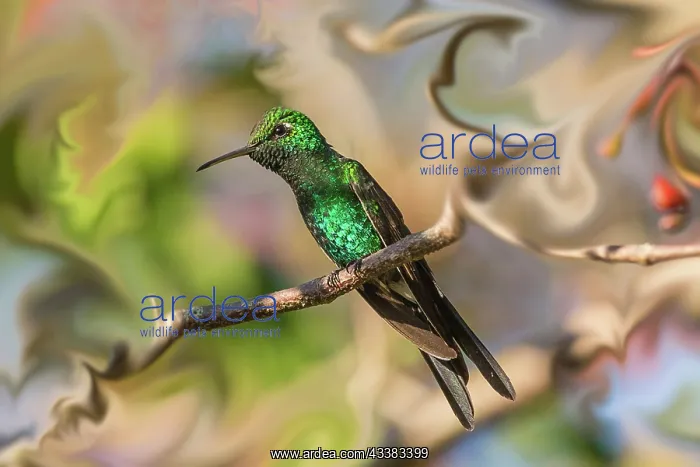 : Cuba. An artistic rendering of a bee hummingbird : Cuba. An artistic rendering of a bee hummingbird