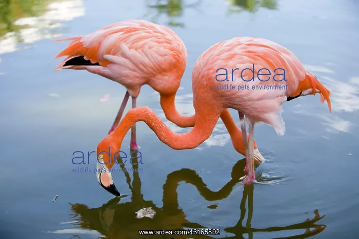 : Cuba, Camaguei, Pink flamingo : Cuba, Camaguei, Pink flamingo