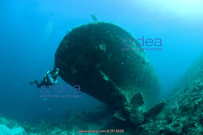 : Cuba, Camaguey, diver exploring the ship wreck Virgen de Alt : Cuba, Camaguey, diver exploring the ship wreck Virgen de Alt