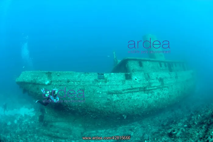 : Cuba, Camaguey, diver exploring the ship wreck Virgen de Alt : Cuba, Camaguey, diver exploring the ship wreck Virgen de Alt