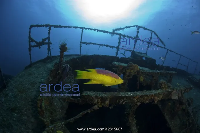  : Cuba, Camaguey, diver exploring the ship wreck Virgen de Alt