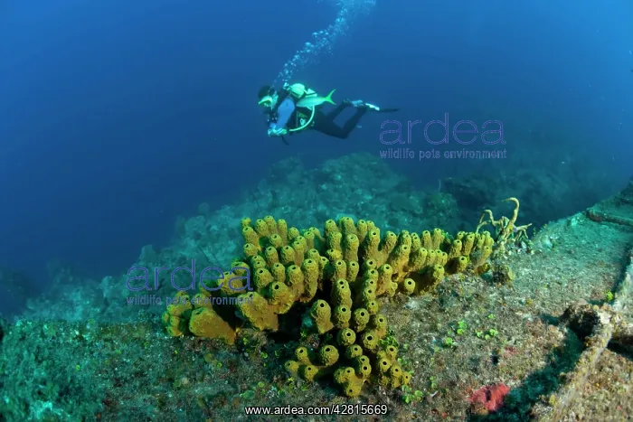 : Cuba, Camaguey, diver exploring the ship wreck Virgen de Alt : Cuba, Camaguey, diver exploring the ship wreck Virgen de Alt