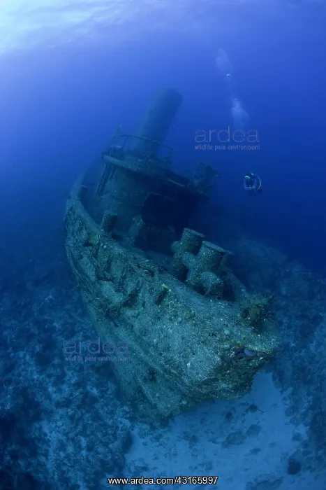 : Cuba, Camaguey, diver exploring the ship wreck Virgen de Alt : Cuba, Camaguey, diver exploring the ship wreck Virgen de Alt
