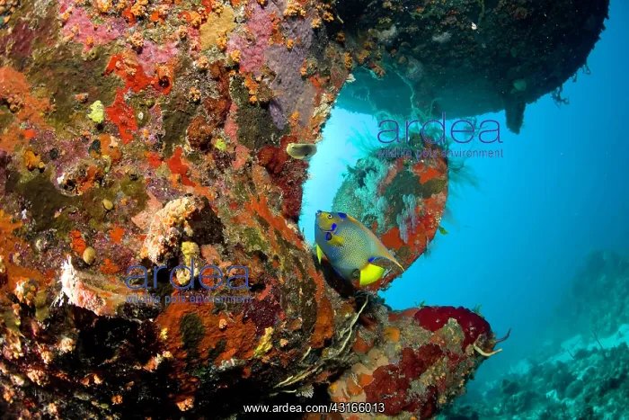 : Cuba, Camaguey, the ship wreck Virgen de Altagracia under th : Cuba, Camaguey, the ship wreck Virgen de Altagracia under th