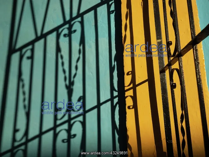 : Cuba, Camaguey, UNESCO World Heritage Site, wrought : Cuba, Camaguey, UNESCO World Heritage Site, wrought