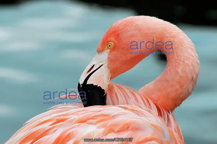 : Cuba Flamingo (Phoenicopterus ruber), preening : Cuba Flamingo (Phoenicopterus ruber), preening
