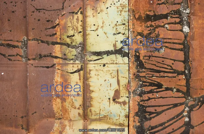 : Cuba - Old and rusty metal gate in Habana Vieja : Cuba - Old and rusty metal gate in Habana Vieja