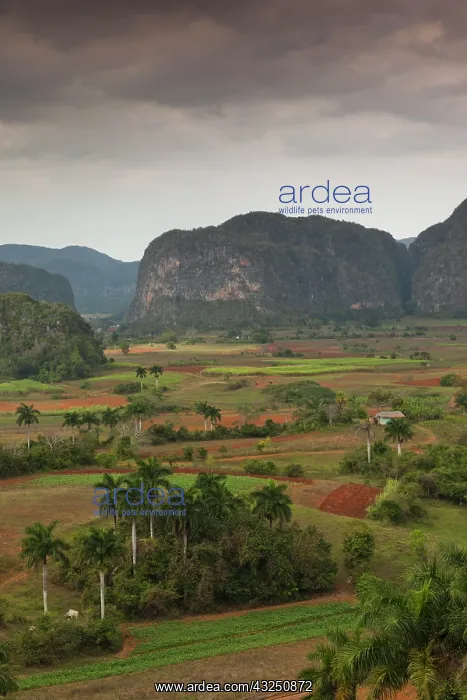 : Cuba, Pinar del Rio Province, Vinales, Vinales : Cuba, Pinar del Rio Province, Vinales, Vinales