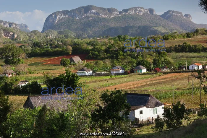 : Cuba, Pinar del Rio Province, Vinales, Vinales : Cuba, Pinar del Rio Province, Vinales, Vinales