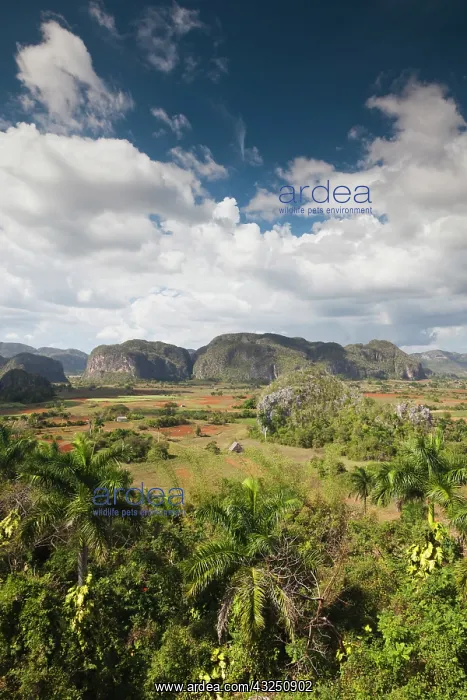 : Cuba, Pinar del Rio Province, Vinales, Vinales : Cuba, Pinar del Rio Province, Vinales, Vinales