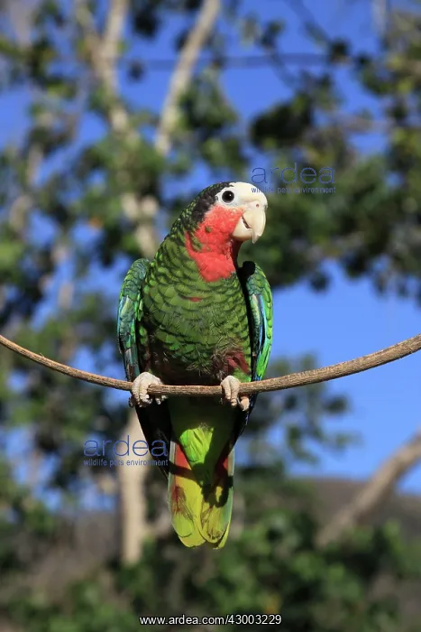 : Cuban Amazon / Cuban Parrot / Rose-throated Parrot : Cuban Amazon / Cuban Parrot / Rose-throated Parrot