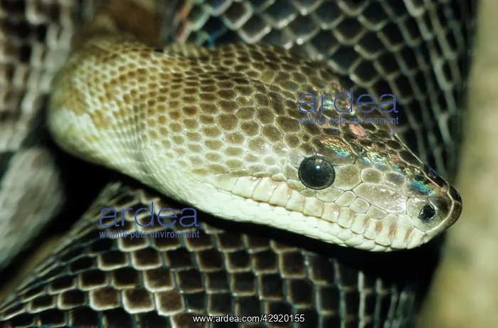 : CUBAN BOA (Epicrates angulifer). Endangered sp : CUBAN BOA (Epicrates angulifer). Endangered sp