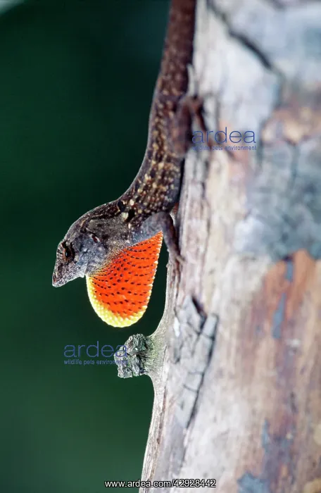 : Cuban Brown Anole - male displaying : Cuban Brown Anole - male displaying