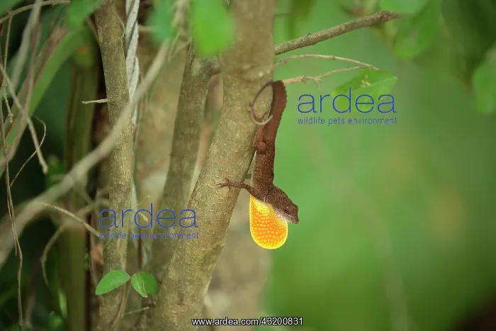 : Cuban Coast Anole (Anolis jubar) displaying, Cuba : Cuban Coast Anole (Anolis jubar) displaying, Cuba