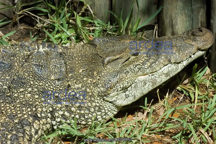 : Cuban Crocodile : Cuban Crocodile