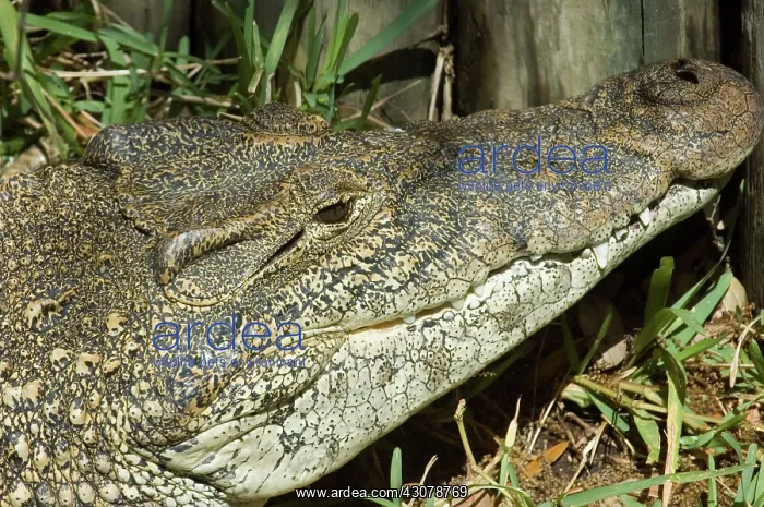 : Cuban Crocodile : Cuban Crocodile
