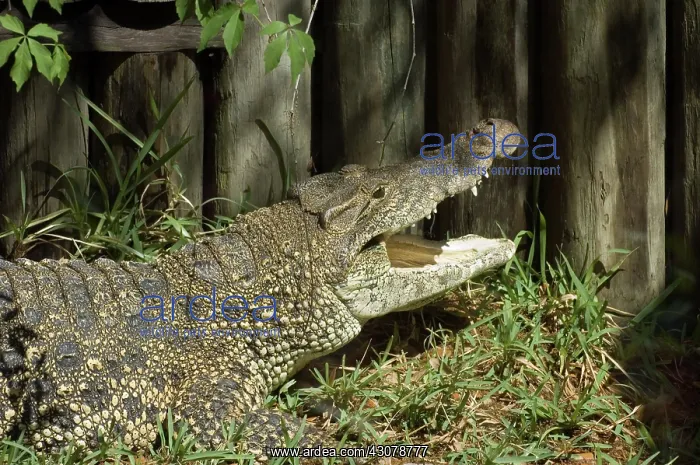 : Cuban Crocodile : Cuban Crocodile