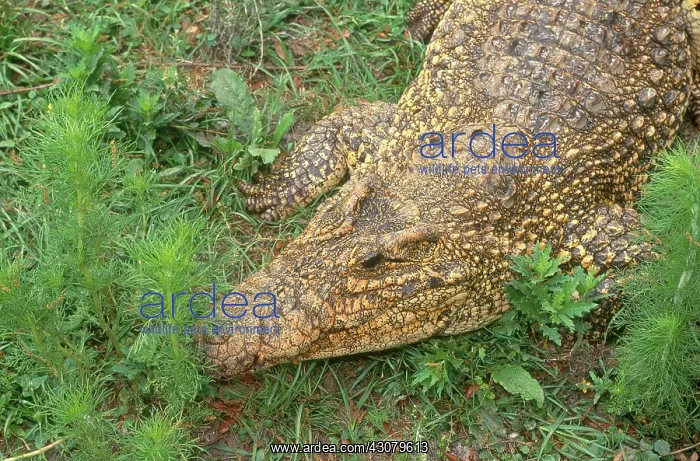 : Cuban Crocodile : Cuban Crocodile