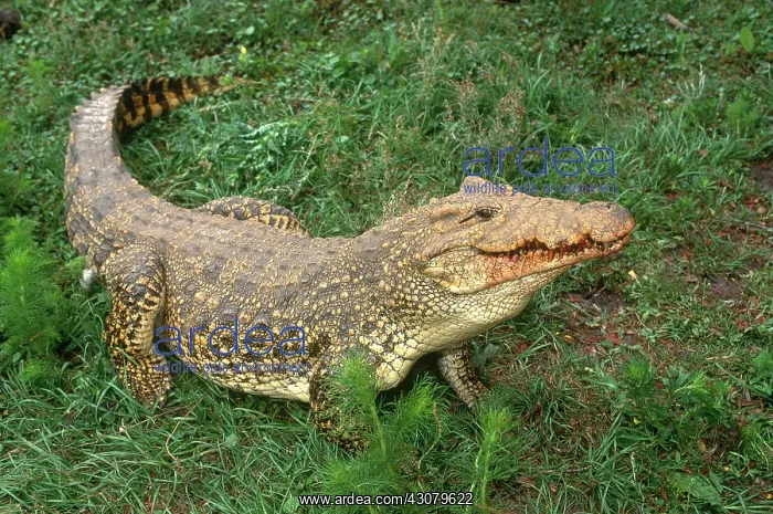 : Cuban Crocodile : Cuban Crocodile