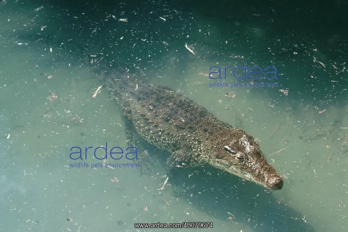 : Cuban Crocodile : Cuban Crocodile