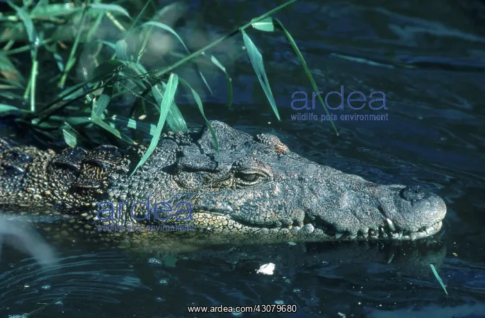 : Cuban Crocodile : Cuban Crocodile