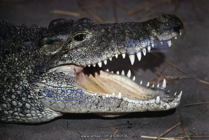  : Cuban Crocodile