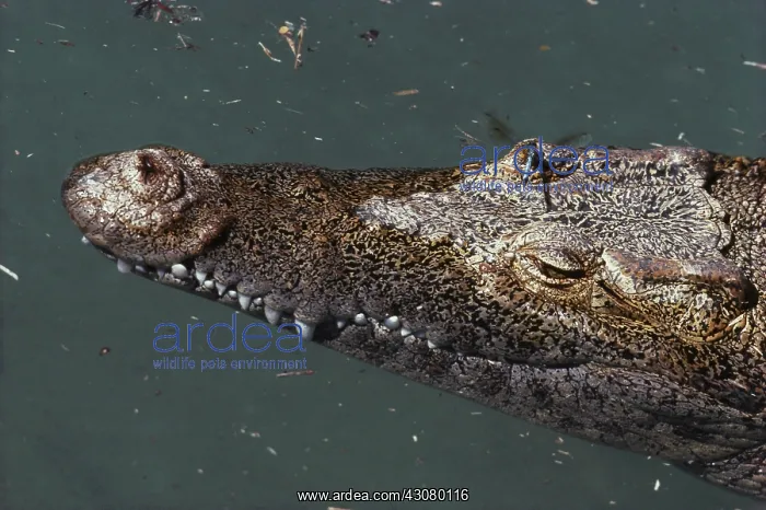 : Cuban Crocodile : Cuban Crocodile
