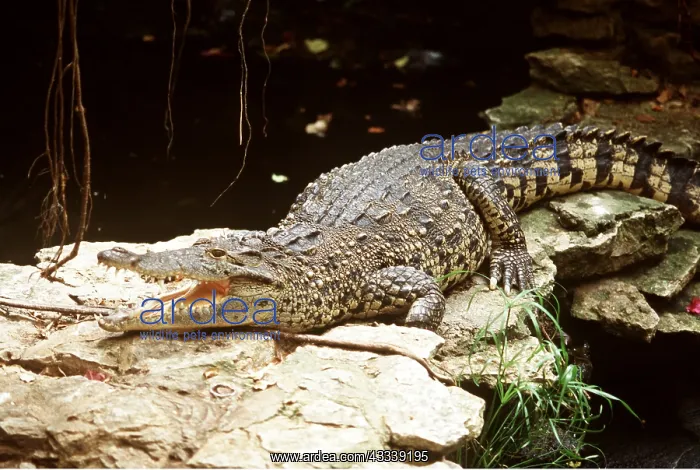 : CUBAN CROCODILE - endangered, 13ft long : CUBAN CROCODILE - endangered, 13ft long