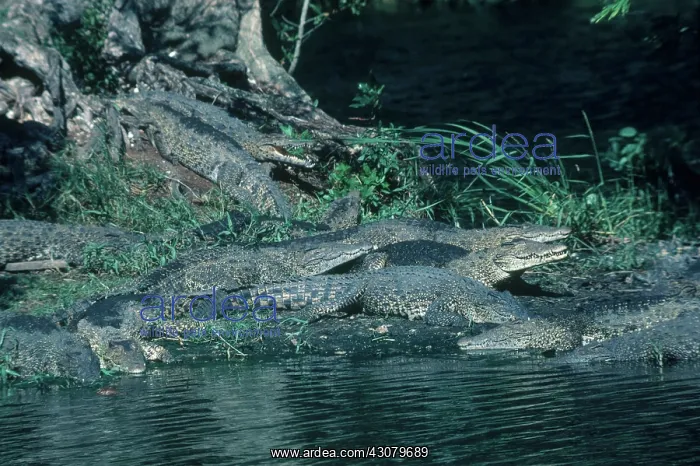 : Cuban Crocodiles : Cuban Crocodiles