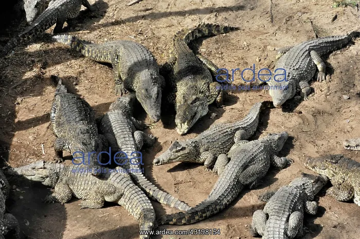 : Cuban Crocodiles (Crocodylus rhombifer), on display : Cuban Crocodiles (Crocodylus rhombifer), on display
