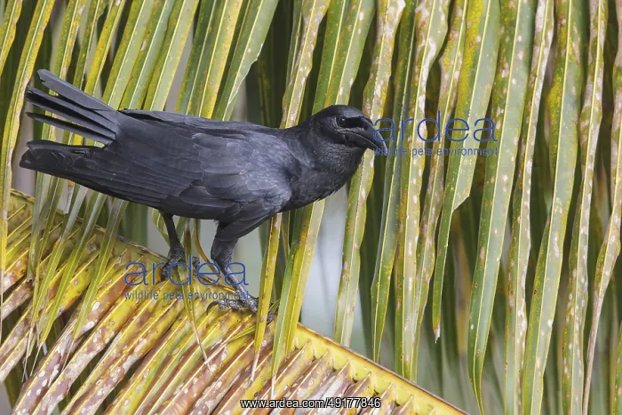 : Cuban Crow (Corvus nasicus) perched on a branch in Cuba : Cuban Crow (Corvus nasicus) perched on a branch in Cuba