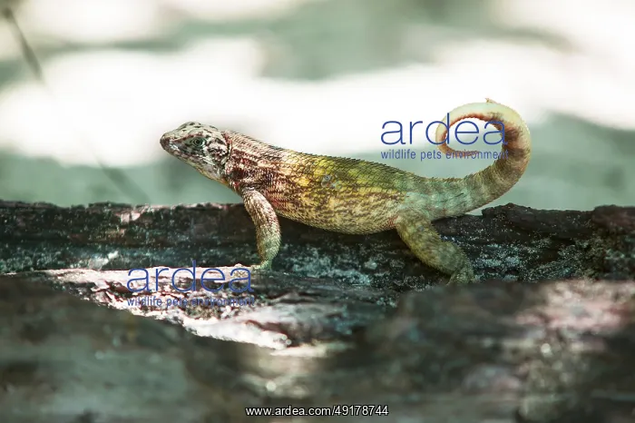 : Cuban curly-tailed lizard (Leiocephalus cubensis) : Cuban curly-tailed lizard (Leiocephalus cubensis)