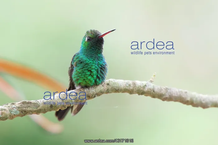 : Cuban Emerald : Cuban Emerald