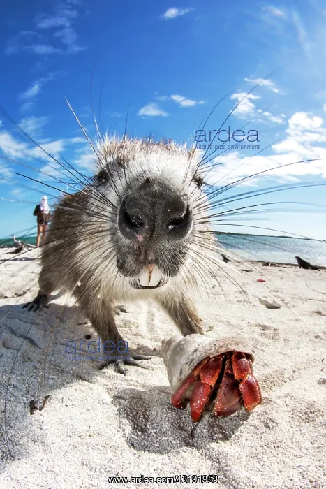 : Cuban Hutia (Capromys pilorides) and Strawberry : Cuban Hutia (Capromys pilorides) and Strawberry